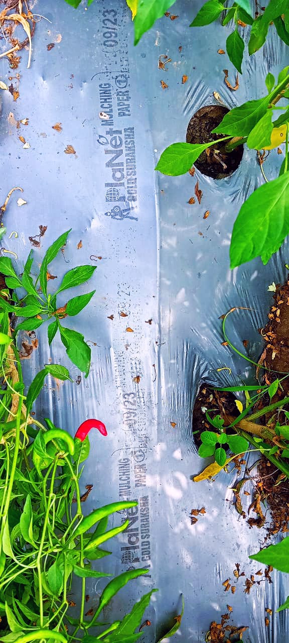 Mulching Paper